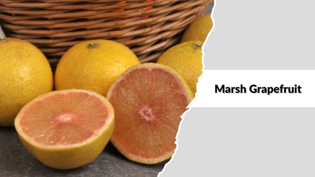 Marsh Grapefruit