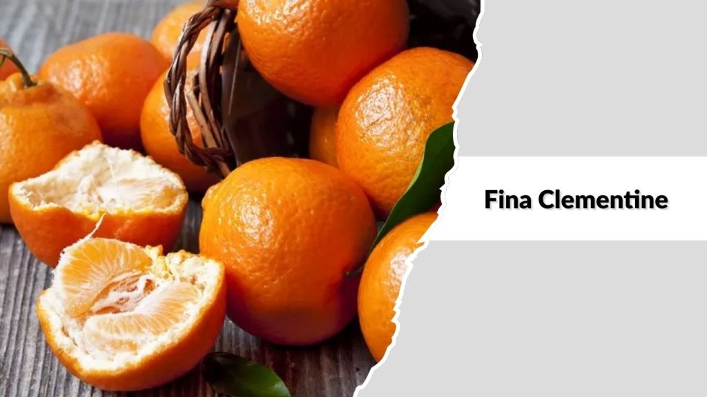 Fina Clementine