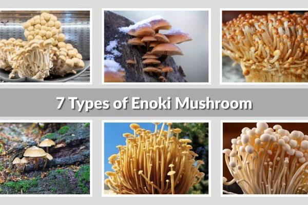 7 Types of Enoki Mushroom: Identification with Pictures