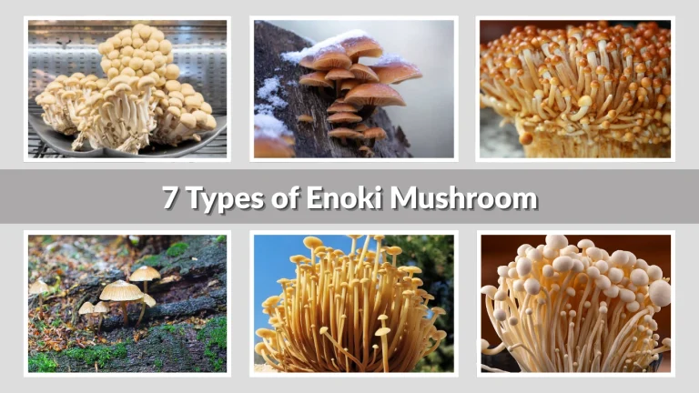 7 Types of Enoki Mushroom: Identification with Pictures