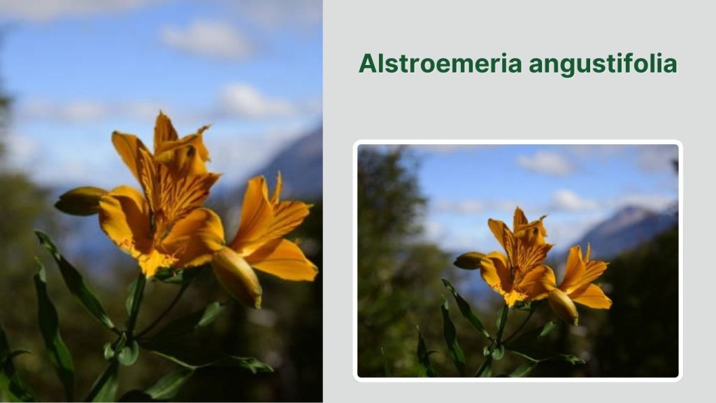 Alstroemeria angustifolia