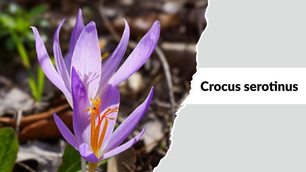 Crocus serotinus
