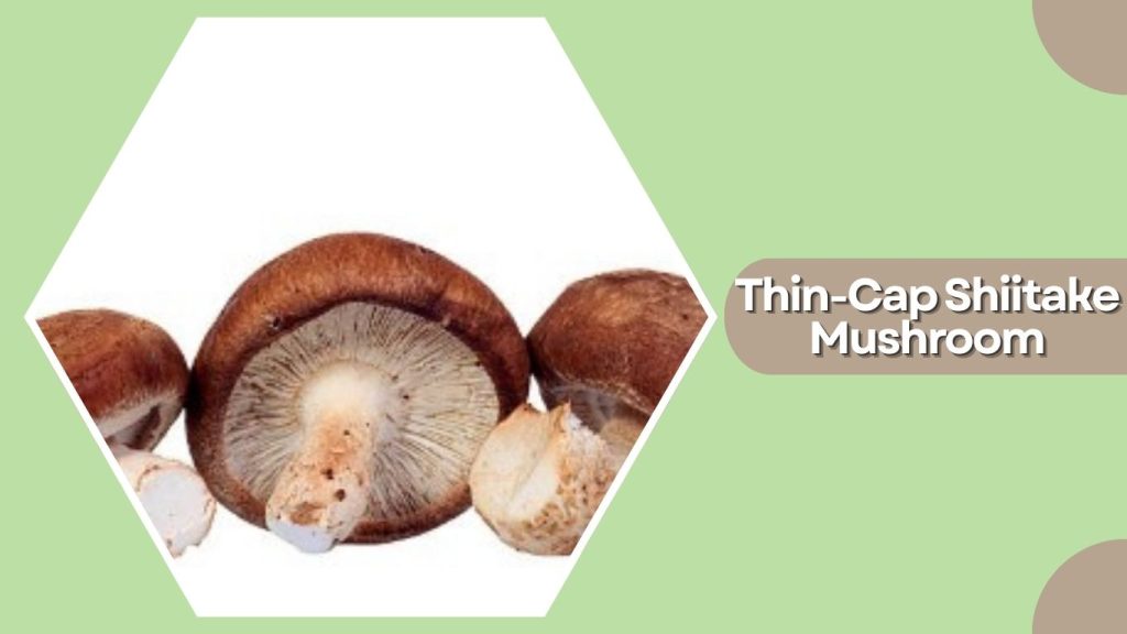 Thin-Cap Shiitake Mushroom