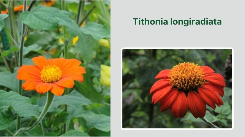 Tithonia longiradiata