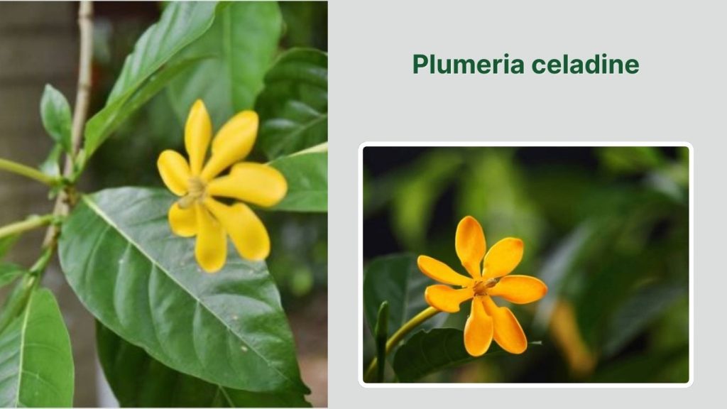 Plumeria celadine