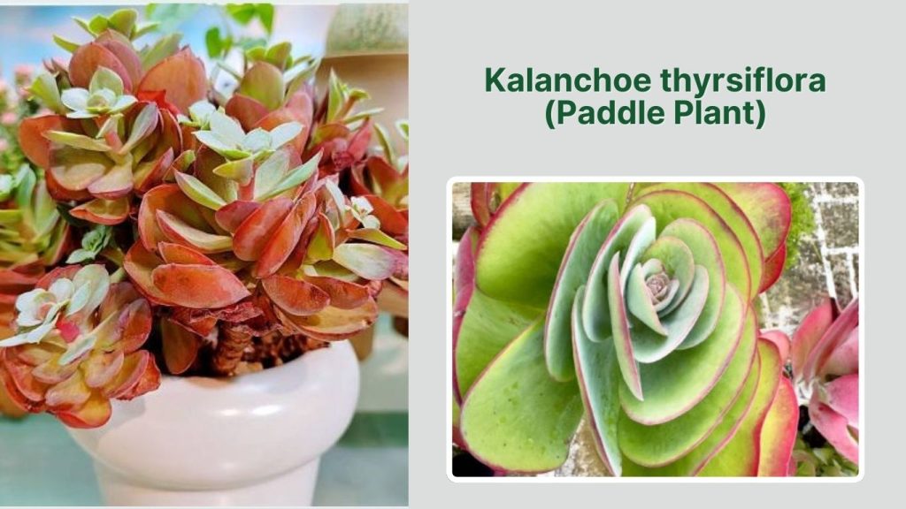 Kalanchoe thyrsiflora (Paddle Plant)