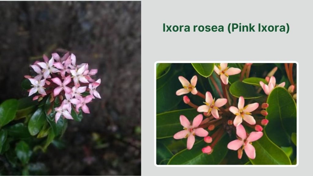 Ixora rosea (Pink Ixora)