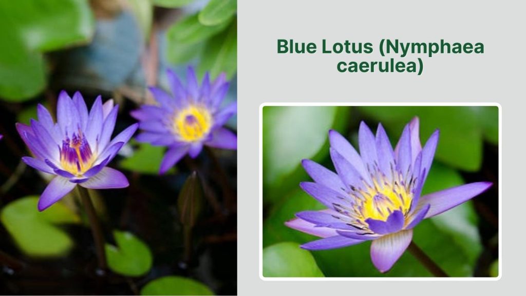 Blue Lotus (Nymphaea caerulea)
