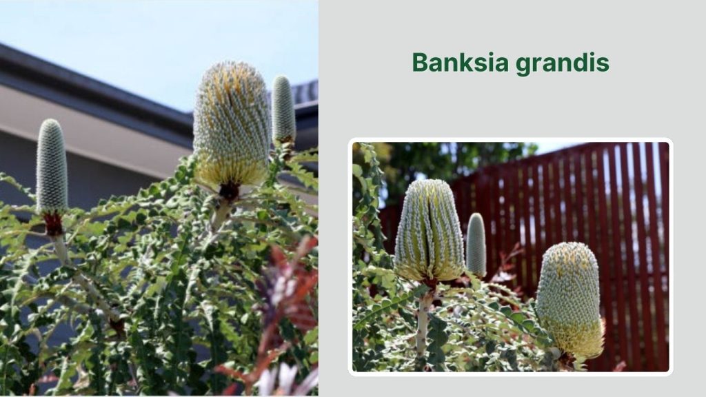 Banksia grandis