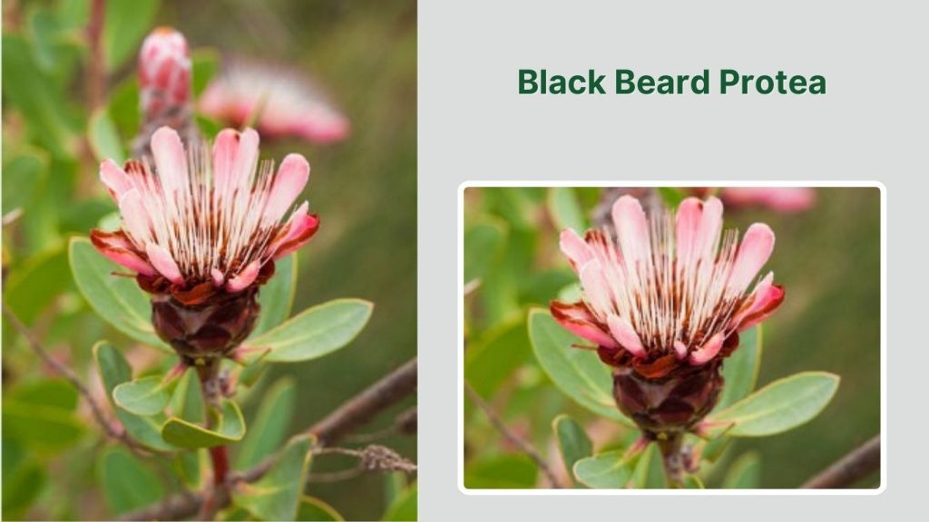 Black Beard Protea 