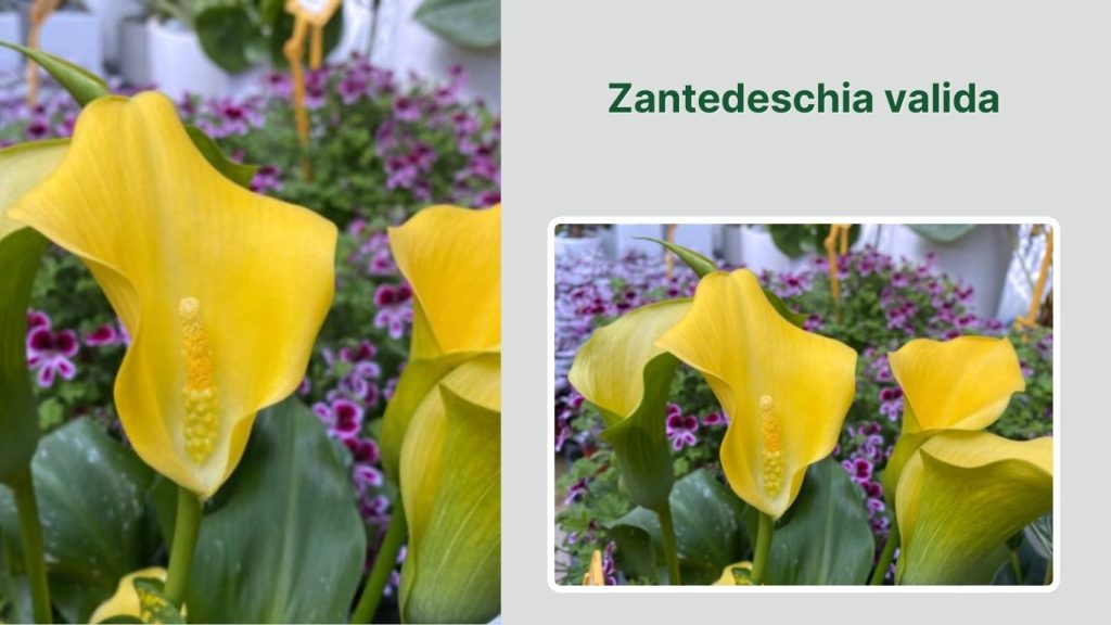 Zantedeschia valida