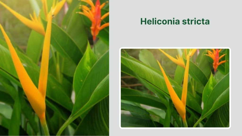 Heliconia stricta