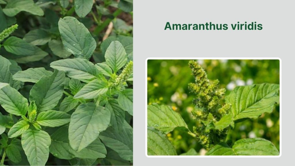 Amaranthus viridis