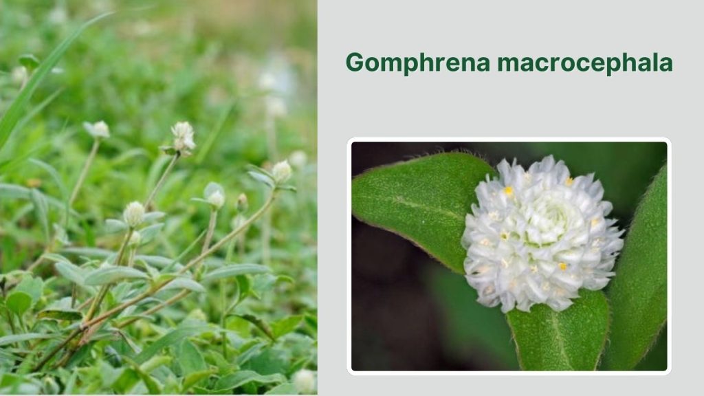 Gomphrena macrocephala