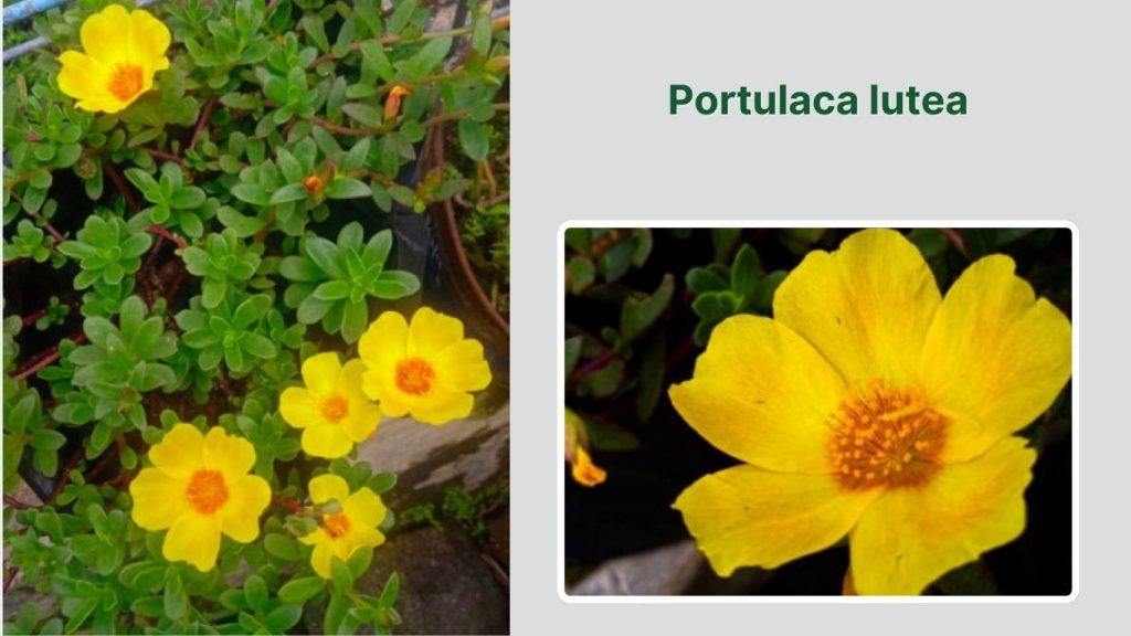 Portulaca lutea 