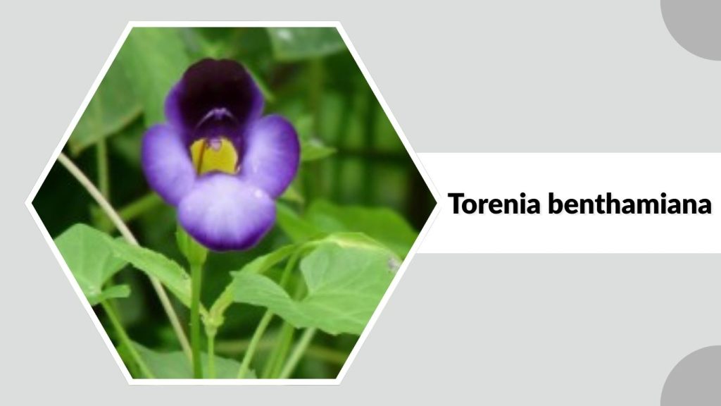 Torenia benthamiana