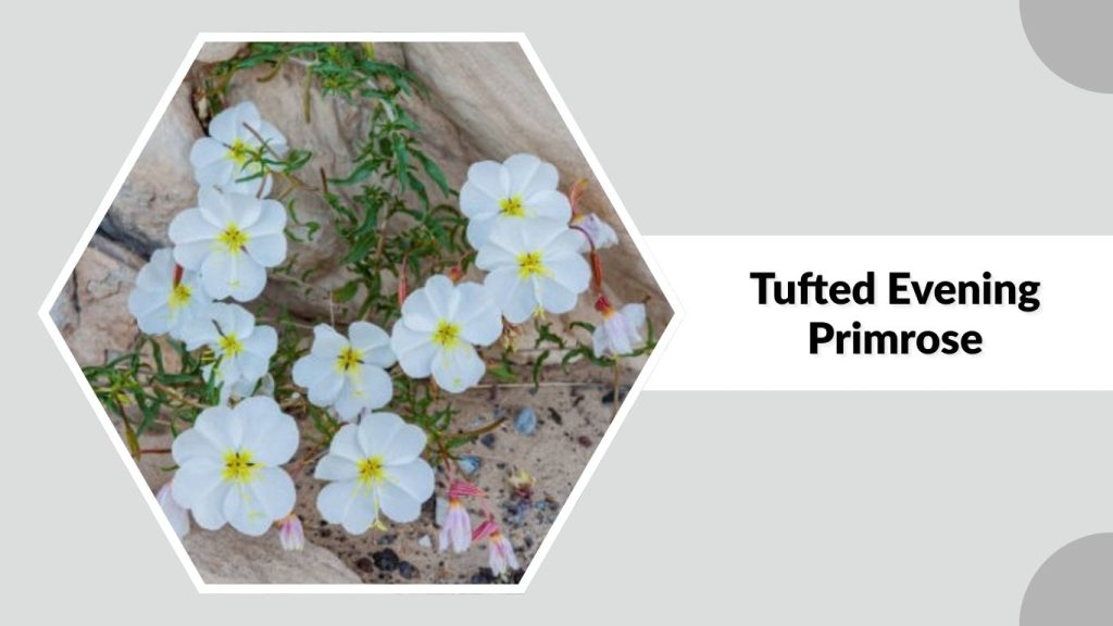 Tufted Evening Primrose