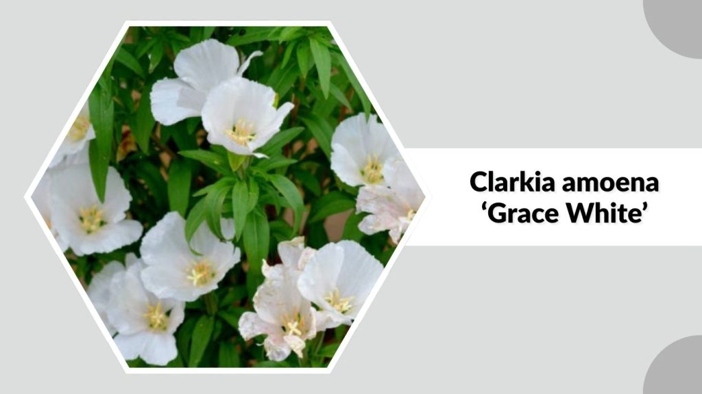 Clarkia amoena ‘Grace White’