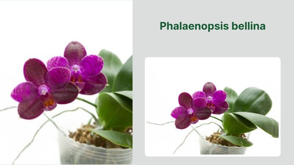 Phalaenopsis bellina