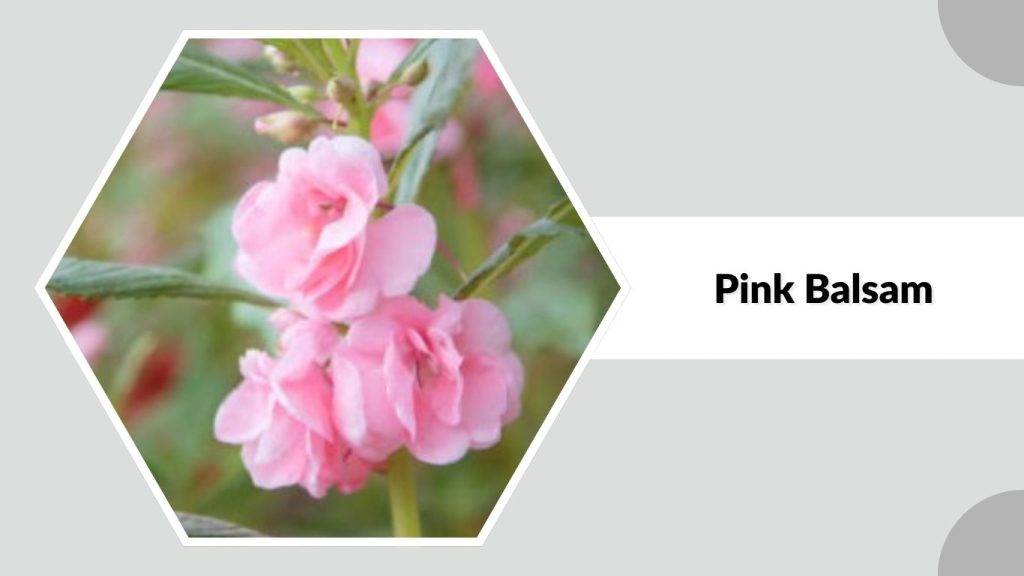 Pink Balsam