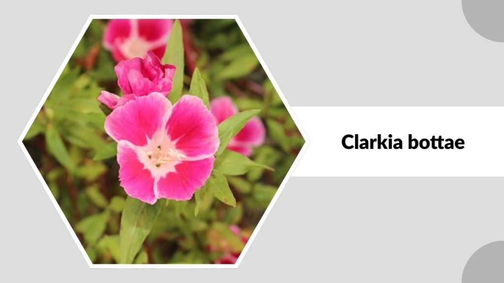 Clarkia bottae