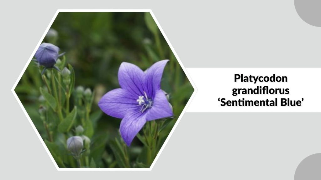 Platycodon grandiflorus ‘Sentimental Blue’
