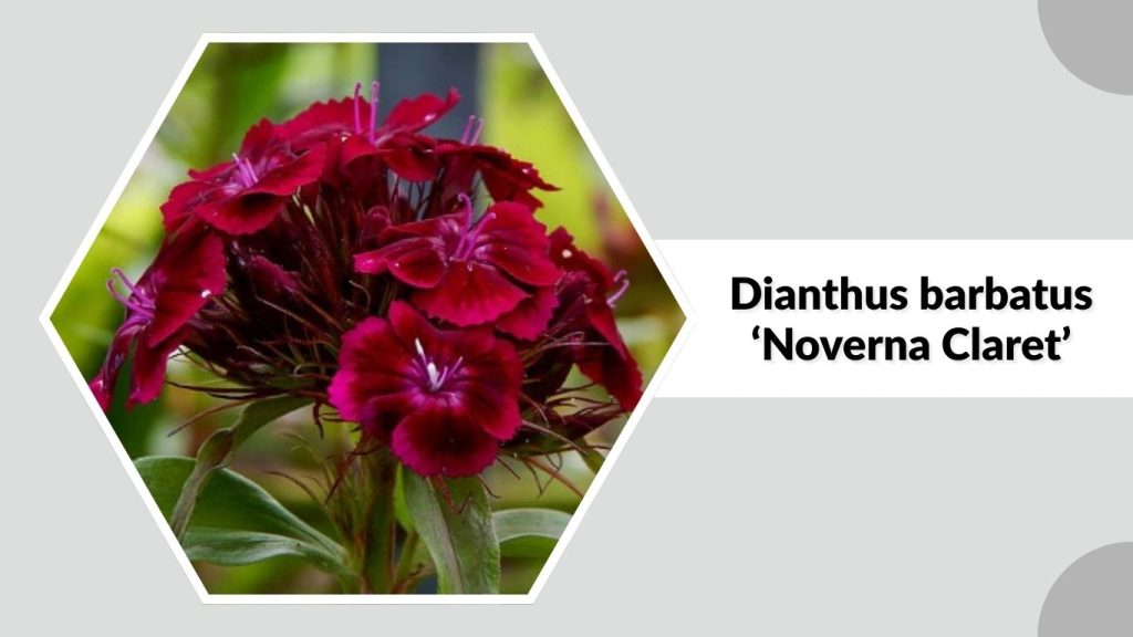 Dianthus barbatus ‘Noverna Claret’