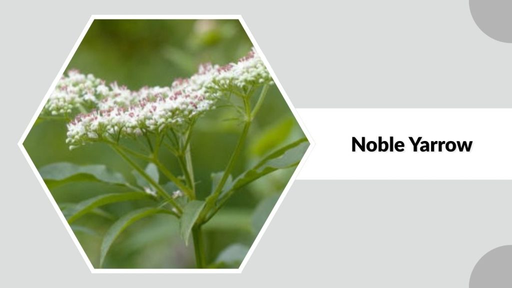 Noble Yarrow