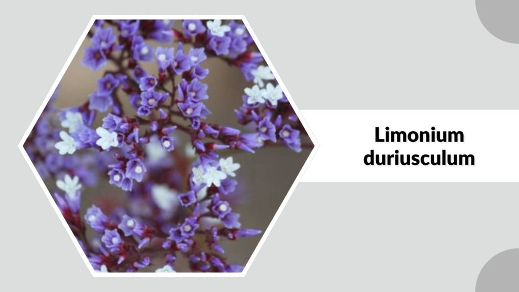  Limonium duriusculum