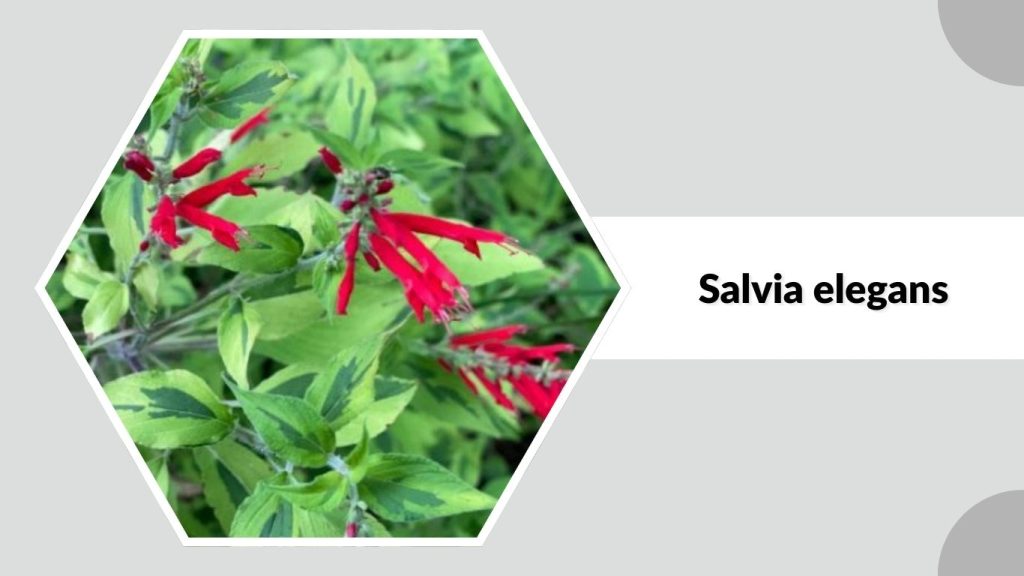 Salvia elegans