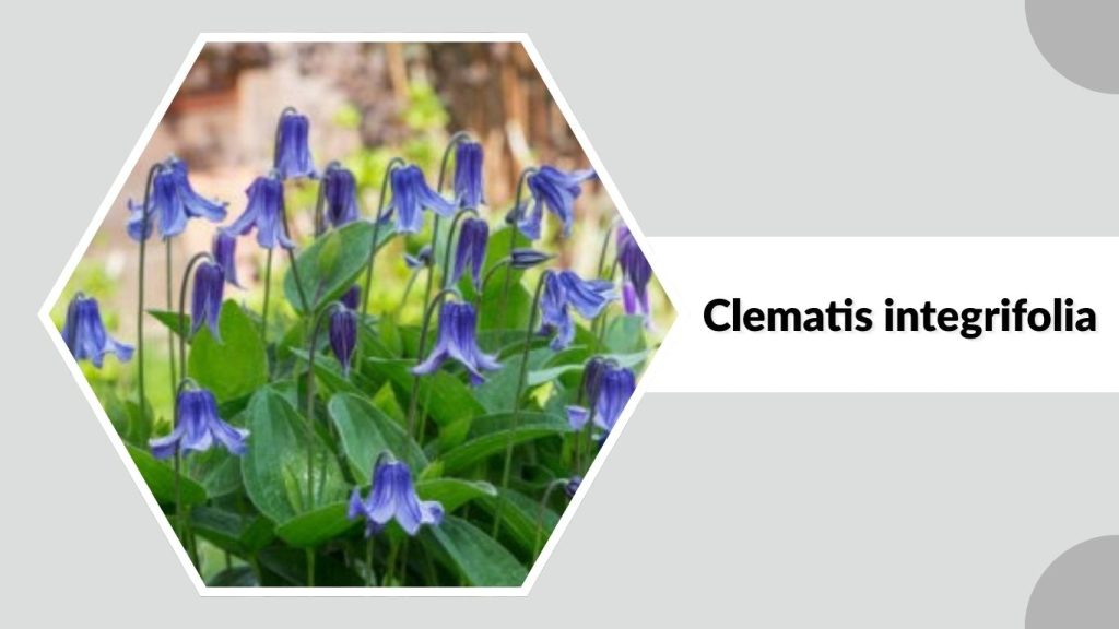 Clematis integrifolia