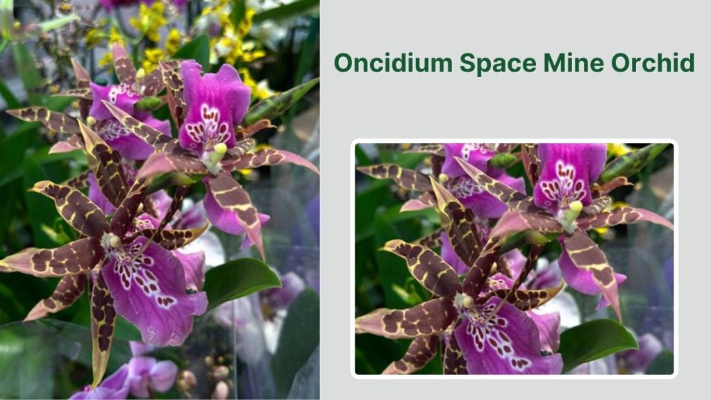 Oncidium Space Mine Orchid