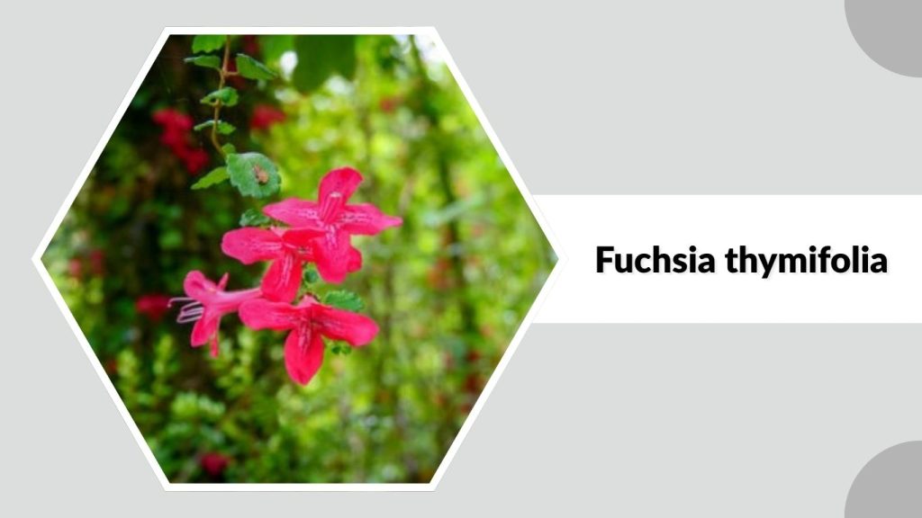 Fuchsia thymifolia