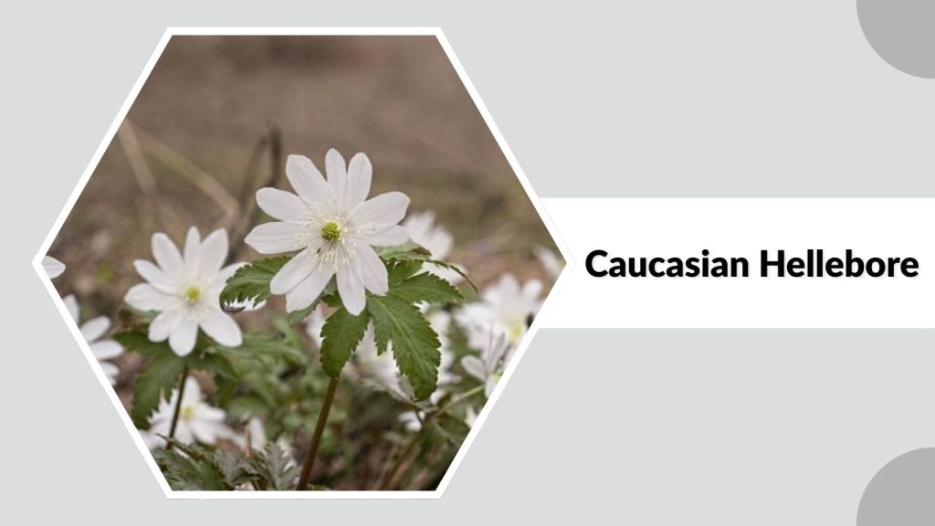 Caucasian Hellebore