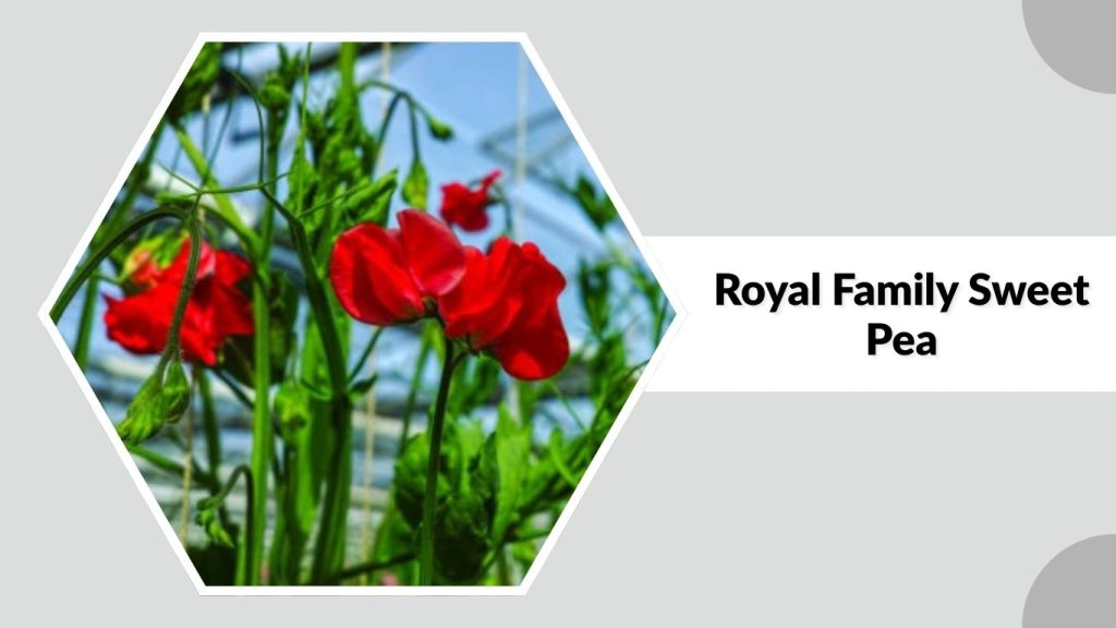 Royal Family Sweet Pea