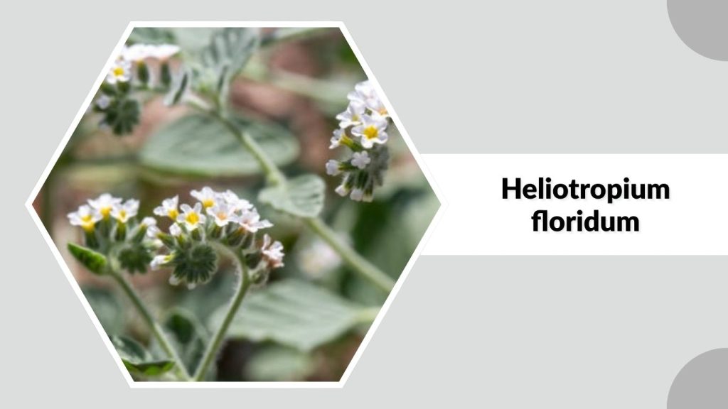 Heliotropium floridum