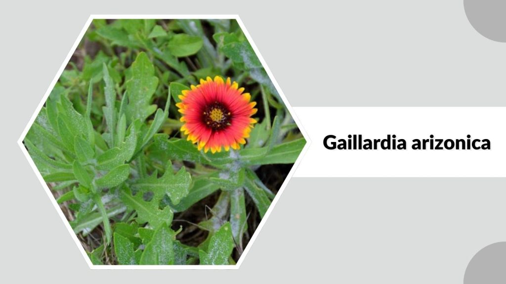 Gaillardia arizonica