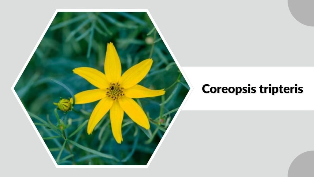 Coreopsis tripteris