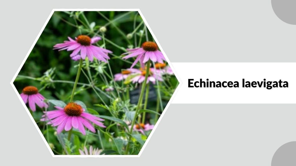Echinacea laevigata
