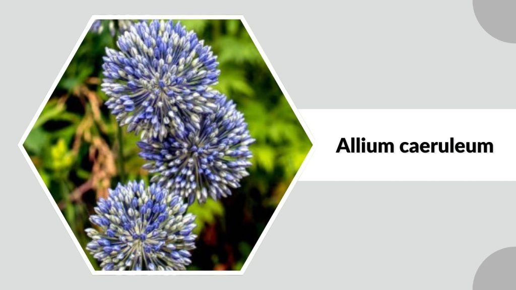 Allium caeruleum