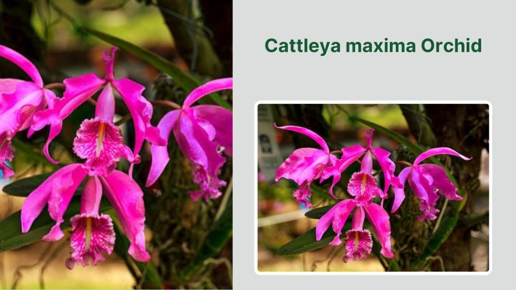 Cattleya maxima Orchid