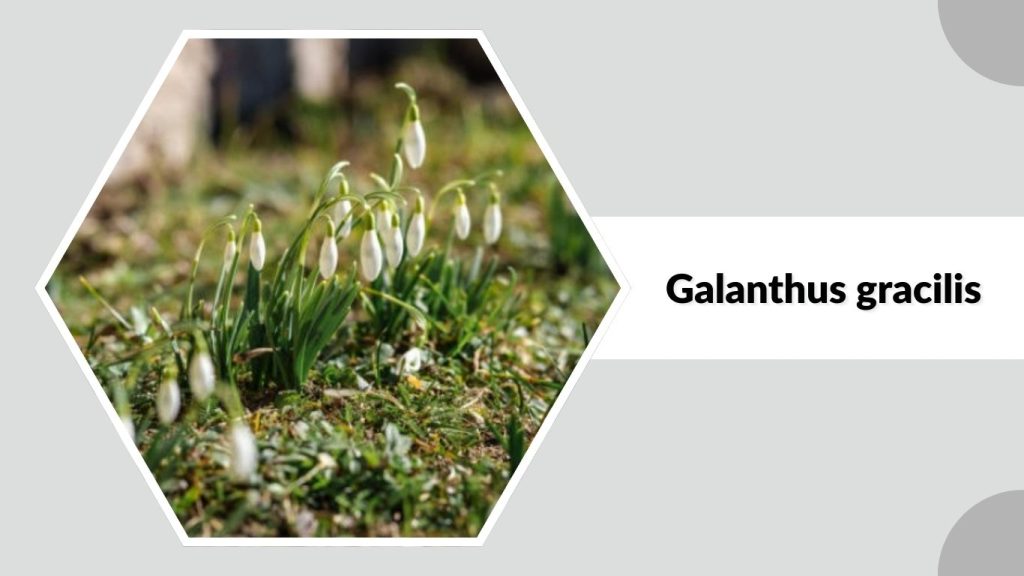 Galanthus gracilis
