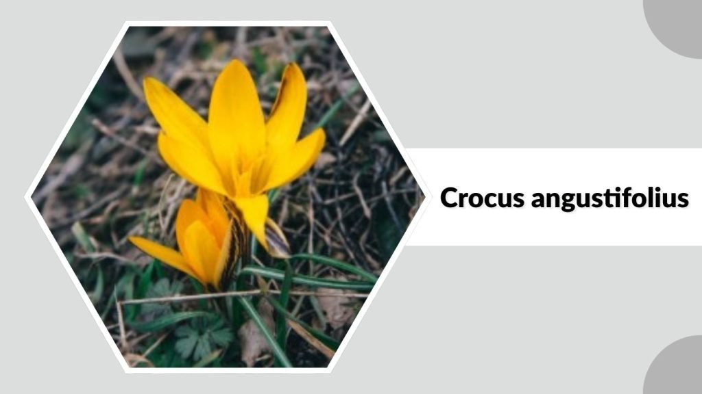 Crocus angustifolius 