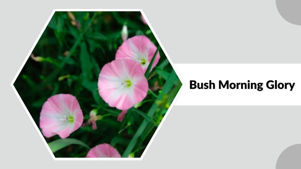 Bush Morning Glory