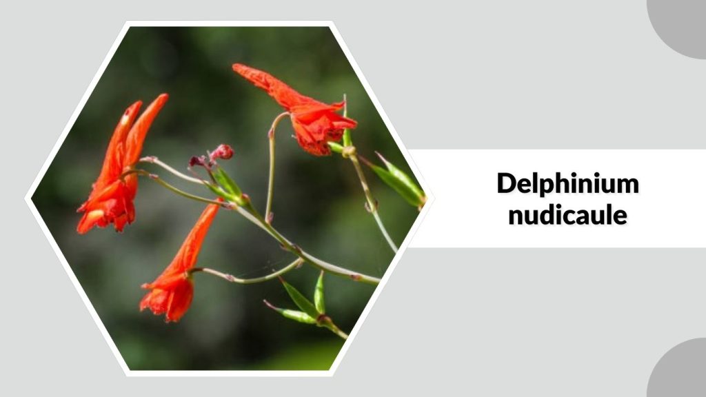 Delphinium nudicaule