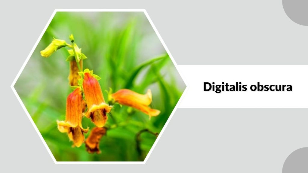 Digitalis obscura