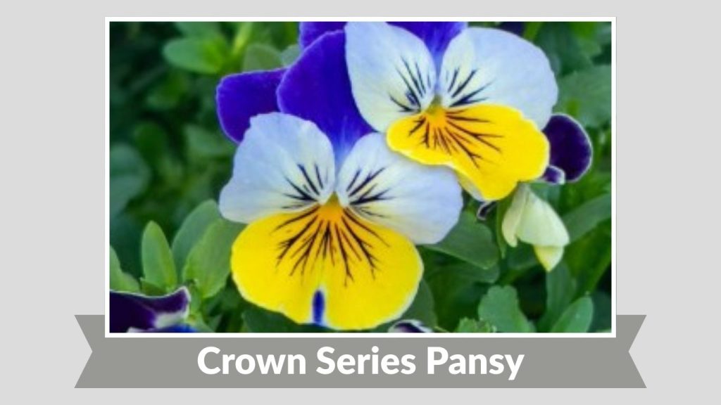  Crown Series Pansy