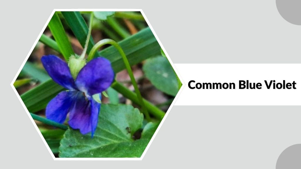 Common Blue Violet