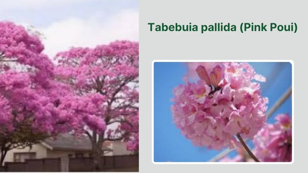 Tabebuia pallida (Pink Poui)