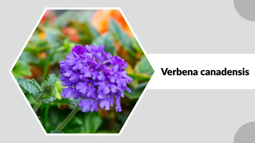 Verbena canadensis